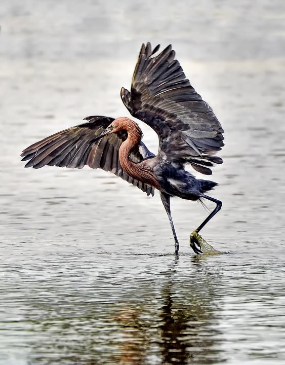 Reddish Egret Fishing | Shutterbug